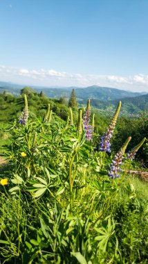 Çiçek tarlası ve mavi gökyüzü olan güzel bir manzara.