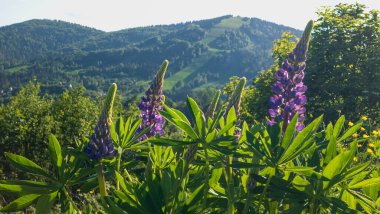 Dağlarda güzel çiçekler