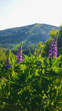 Bahçedeki güzel çiçekler