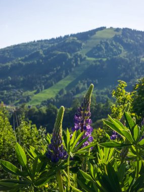 Dağın tepesinden manzara