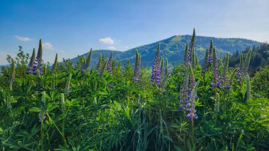 Dağ çayırında çiçek açan lupinler