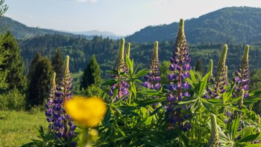 Dağlarda yabani çiçekler