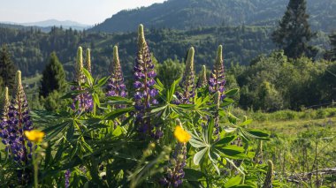 Dağlarda çiçekler. Güzel manzara..