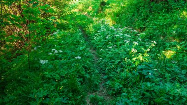 Yeşil çimenlerde yol