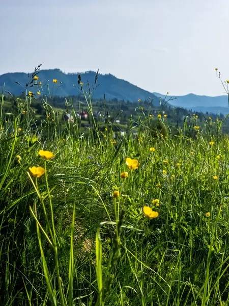 Dağlarda çiçek açan yaz manzarası