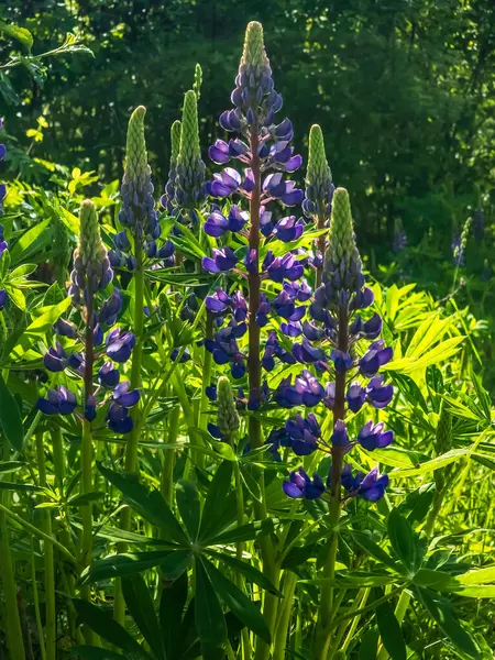 Tarladaki Lupine çiçekleri