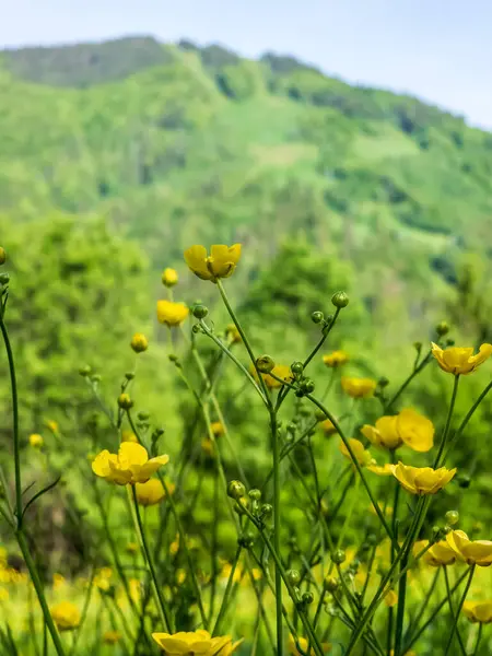Bahçedeki güzel çiçekler