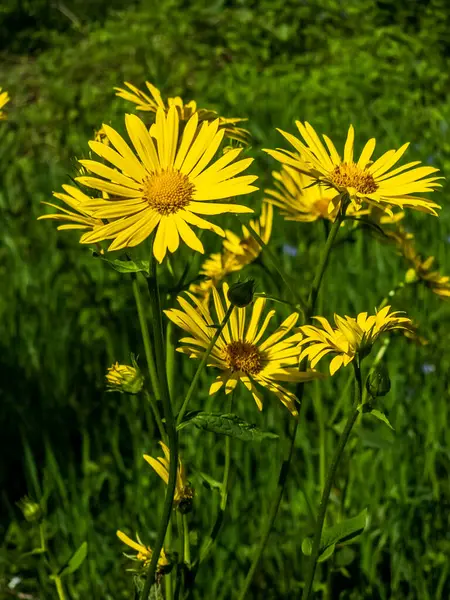 Çayırdaki sarı çiçekler
