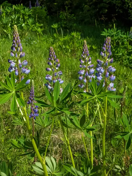 Çam ormanının lupinleri ve çiçekleri. doğal arkaplan.