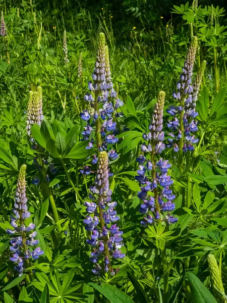 Baharda bir ormanda mavi çiçekler