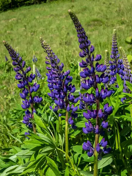 Bir yaz gününde mavi lupin çiçeği. Lupin çiçekleri.