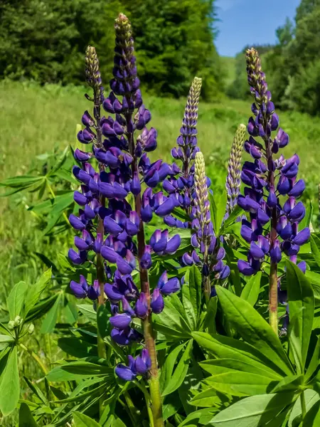 Yaz tarlasında lupin çiçekleri