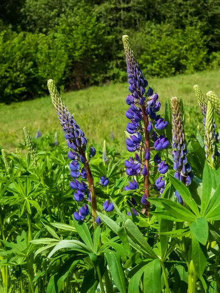 Çayırdaki lupin çiçekleri