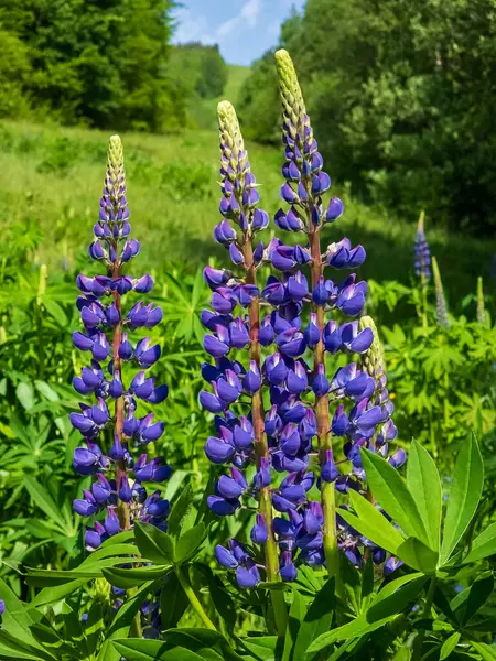 ormanda kurt çiçekler