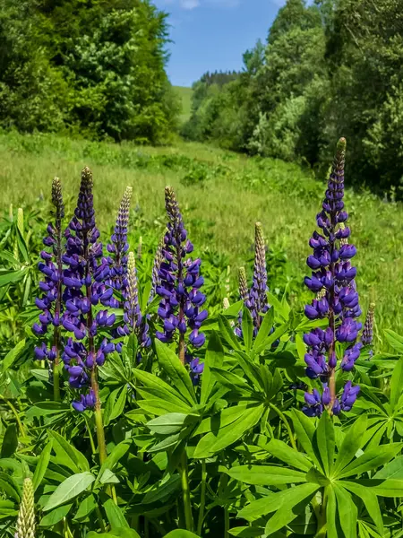 Çayırdaki lupin çiçekleri, lupin, lupin, lupin