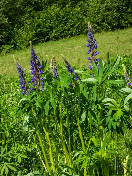 Ormanda bir yaz günü çiçek açarlar.