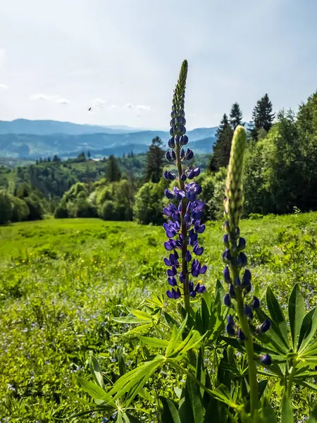 Tarlada güzel çiçeklerin yakın plan çekimi.