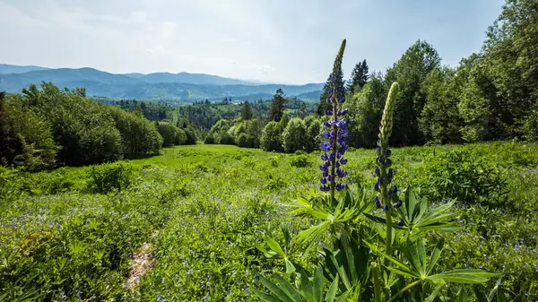 Dağ çayırında güzel yaz çiçekleri. yüksek kaliteli fotoğraf