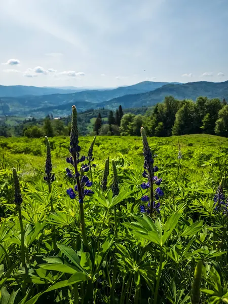 Ukrayna 'daki Karpatlar' ın yaz manzarası.