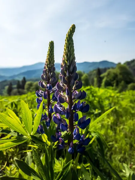 mavi çam çiçekleri ve dağ