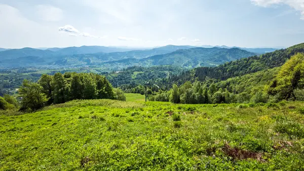 Yaz gününde güzel dağ ormanı