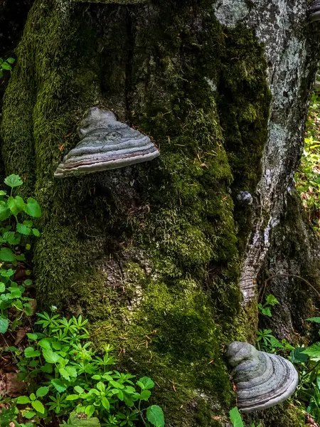 Ormandaki eski ahşap masa