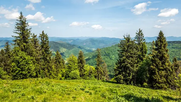 Karpatya ormanının güzel manzarası