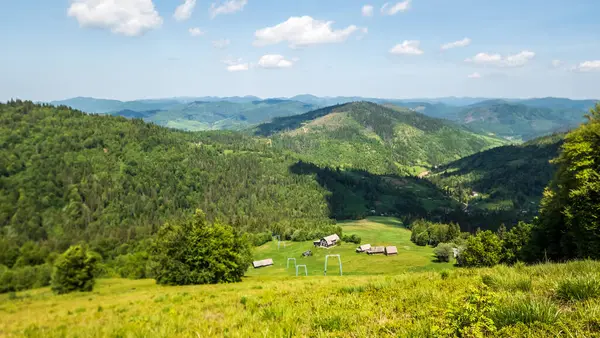 Güzel yeşil orman manzarası