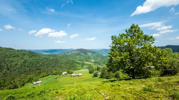 Ağaçları ve tepeleri olan yeşil çayırların güzel yaz manzarası
