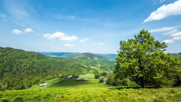 güzel yaz dağ manzarası.