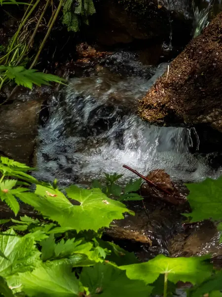 Ormanda güzel bir şelale