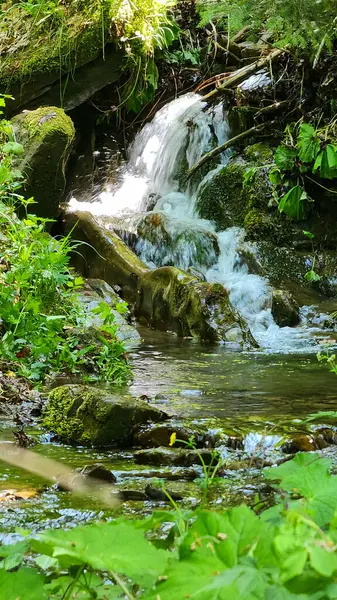 Yeşil orman şelale