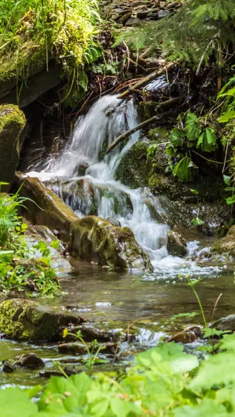 Ormandaki nehrin güzel manzarası