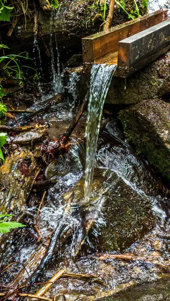 Parktaki ormanda akan bir şelale.