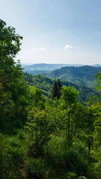 Yeşil ormanın güzel manzarası
