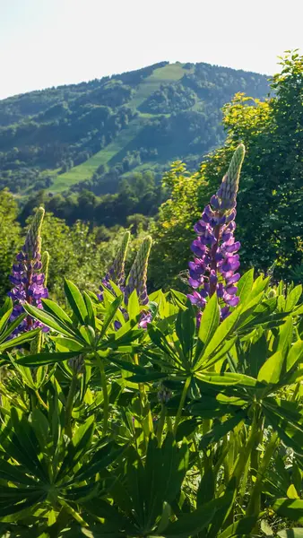 Bahçedeki güzel çiçekler