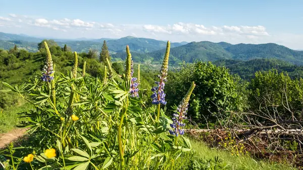 Çiçekli ve mavi gökyüzü olan dağ manzarası