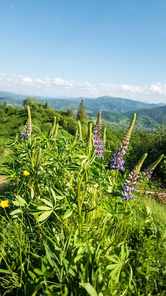 Çiçek tarlası ve mavi gökyüzü olan güzel bir manzara.