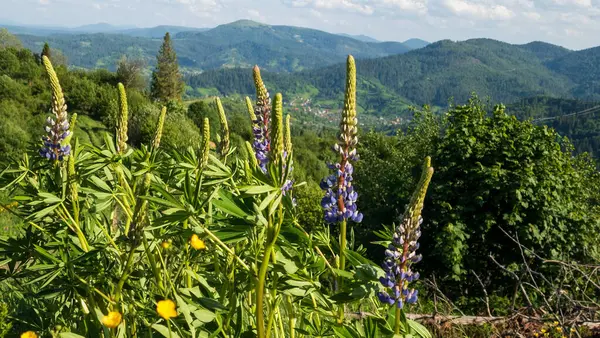 Dağların güzel manzarası