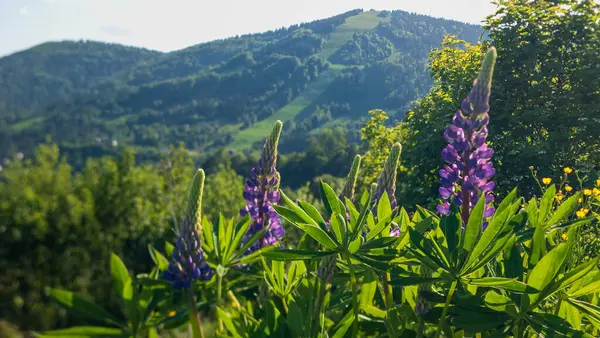 Dağ vadisinde açan mor çiçekler.