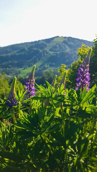 Bahçedeki güzel çiçekler