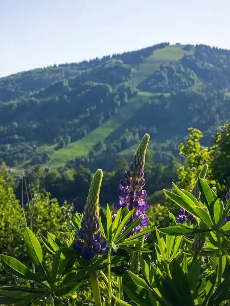 Dağın tepesinden manzara