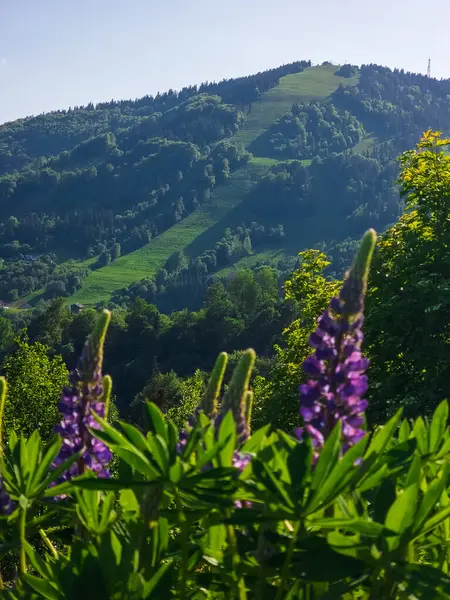 Doğanın güzel manzarası