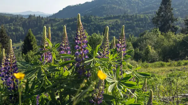 Dağlarda çiçekler. Güzel manzara..
