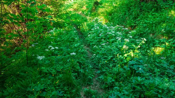 Yeşil çimenlerde yol