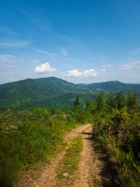 Yeşil ormanlı güzel yaz manzarası