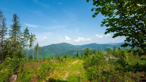 Karpatlar 'da patikası olan dağ ormanı, Ukrayna.