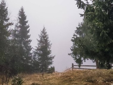 Karla kaplı ağaçları olan güzel bir manzara.