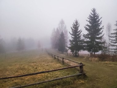 çam ormanları sisli sabah