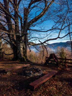 Ağaçlı güzel sonbahar manzarası